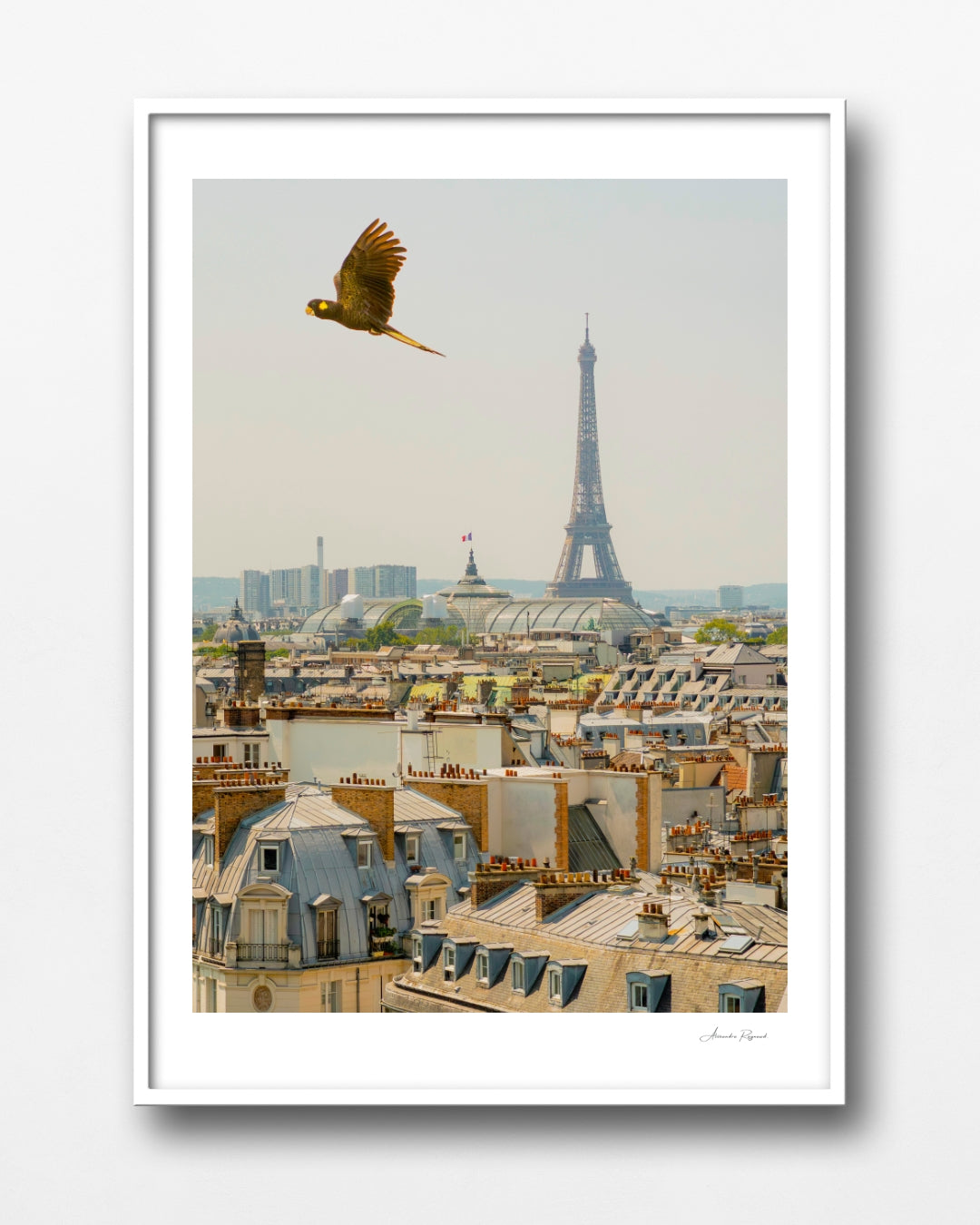 YELLOW TAILED BLACK COCKATOO