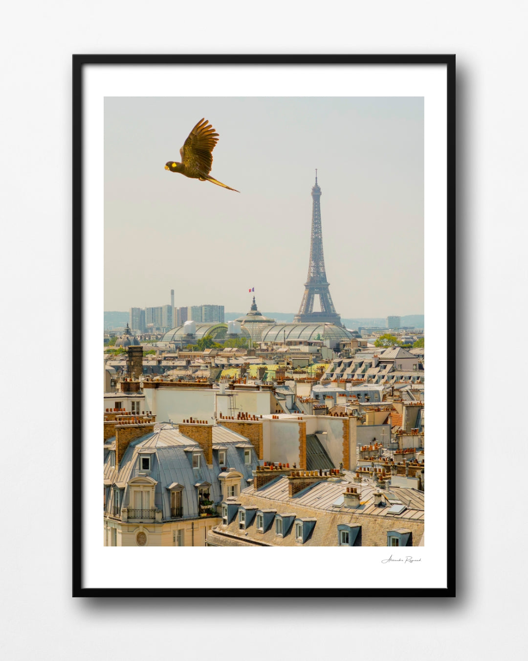 YELLOW TAILED BLACK COCKATOO