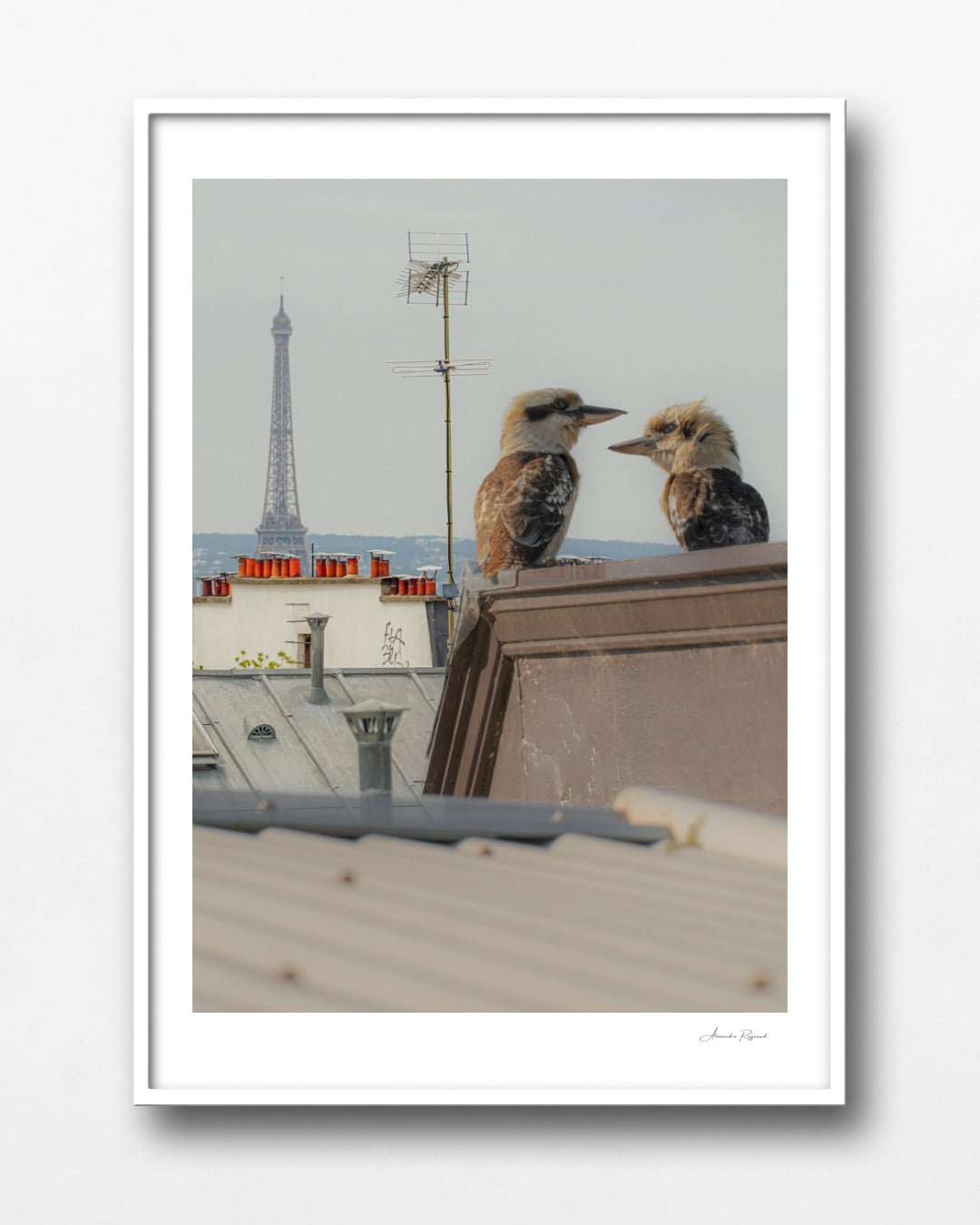 KOOKABURRA COUPLE IN PARIS