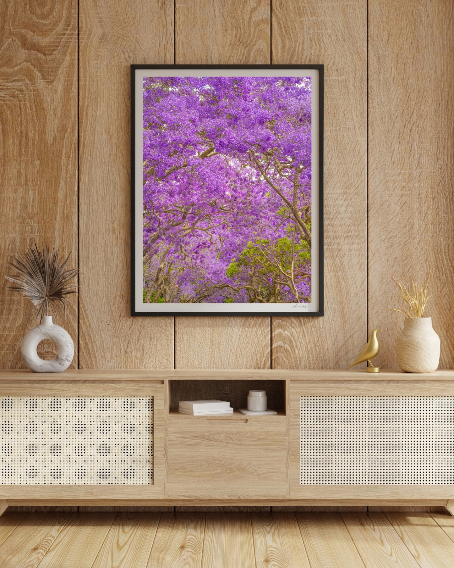 JACARANDA BLOOM