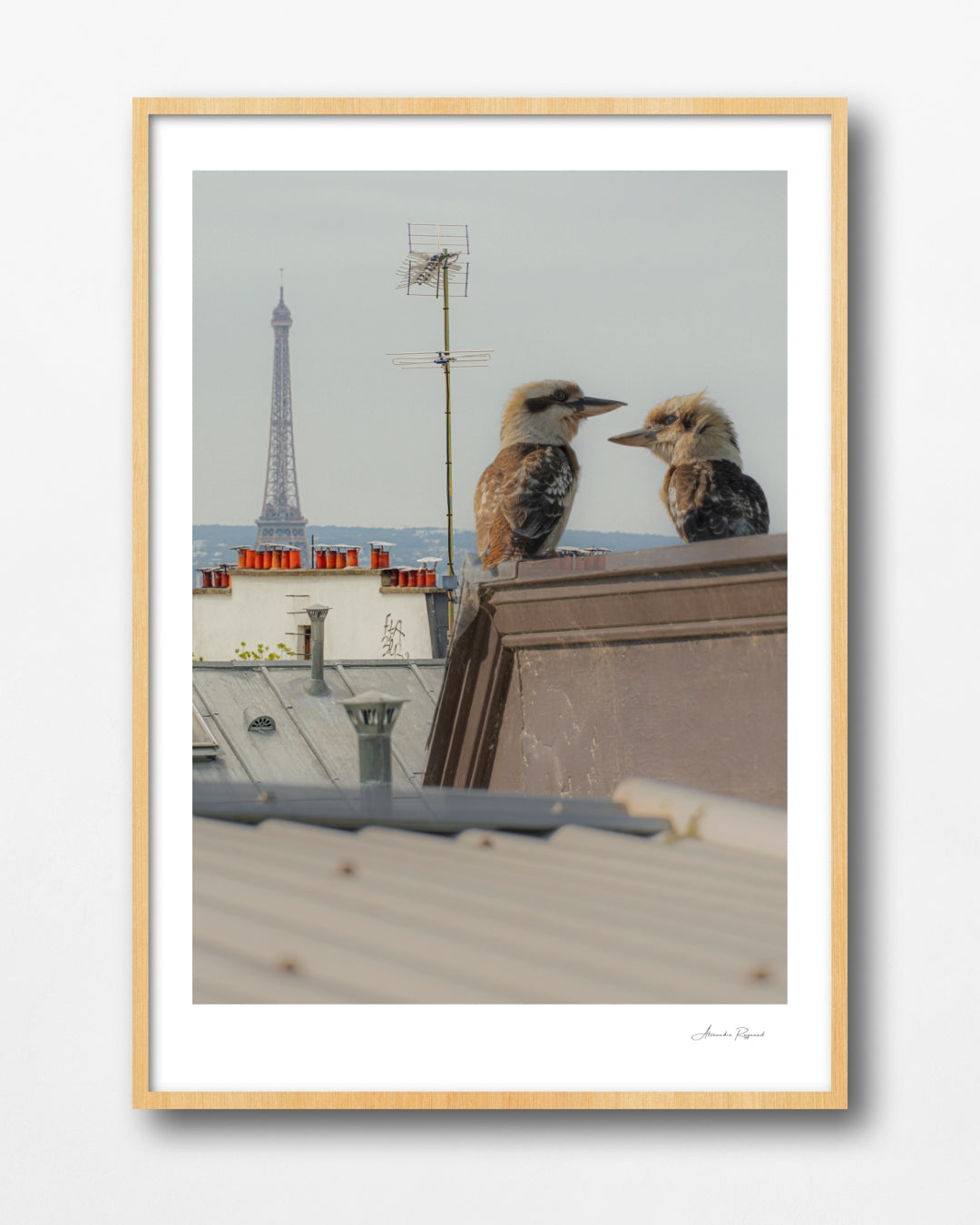 KOOKABURRA COUPLE IN PARIS