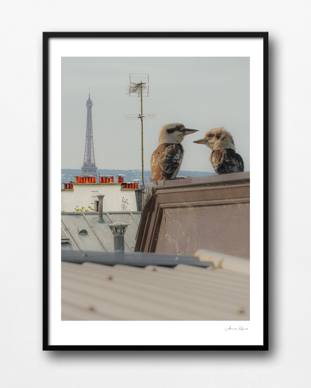 KOOKABURRA COUPLE IN PARIS