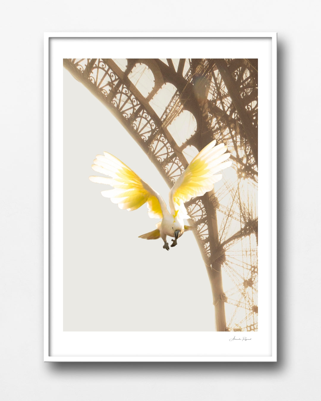 A COCKATOO IN PARIS