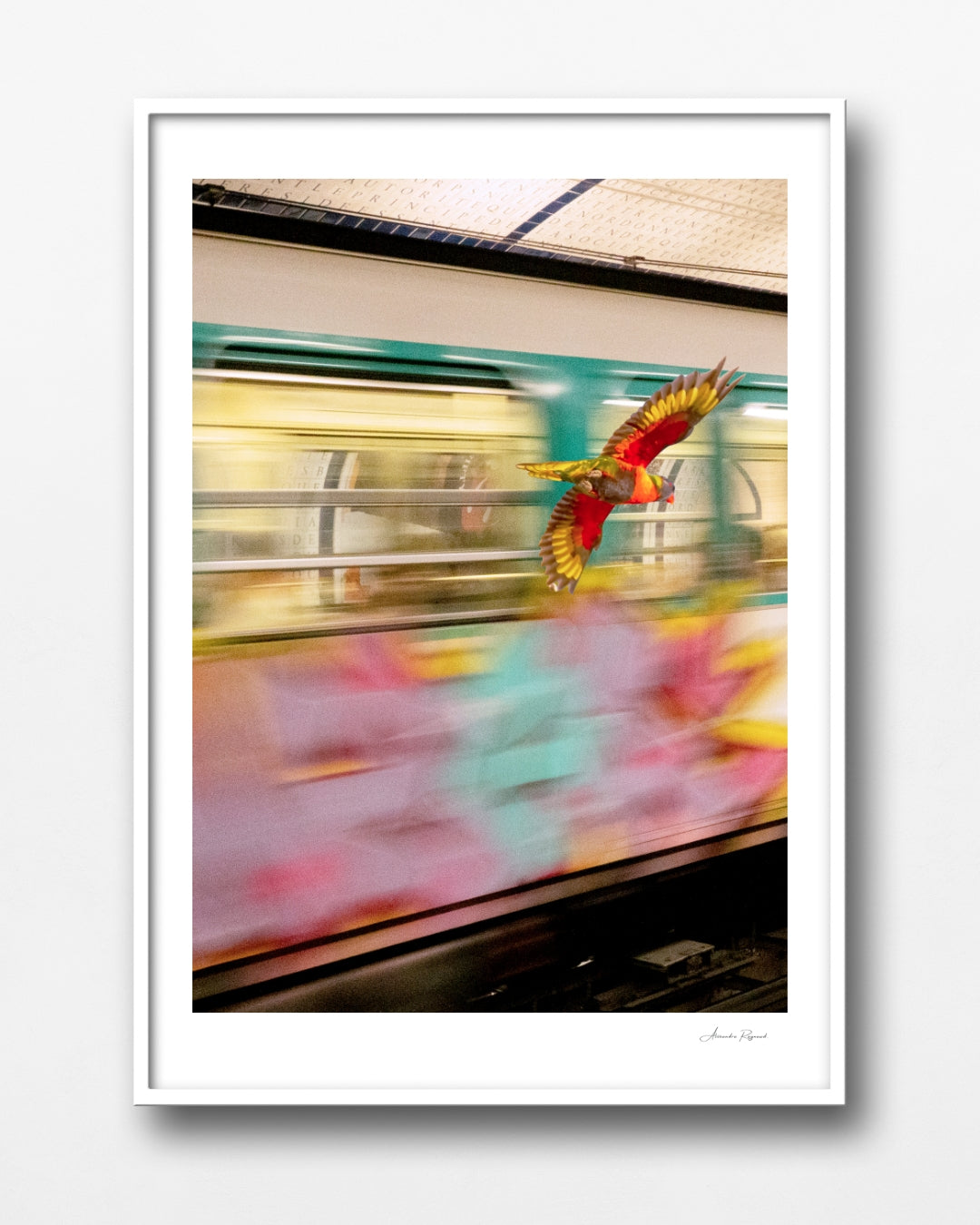 LORIKEET IN PARIS