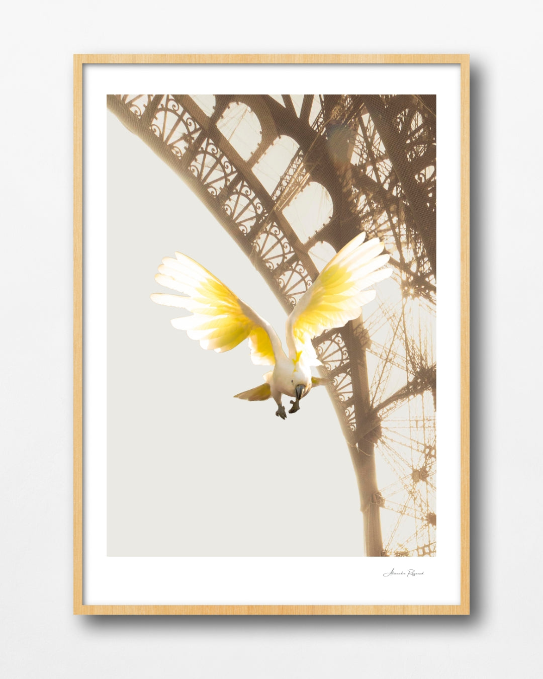 A COCKATOO IN PARIS