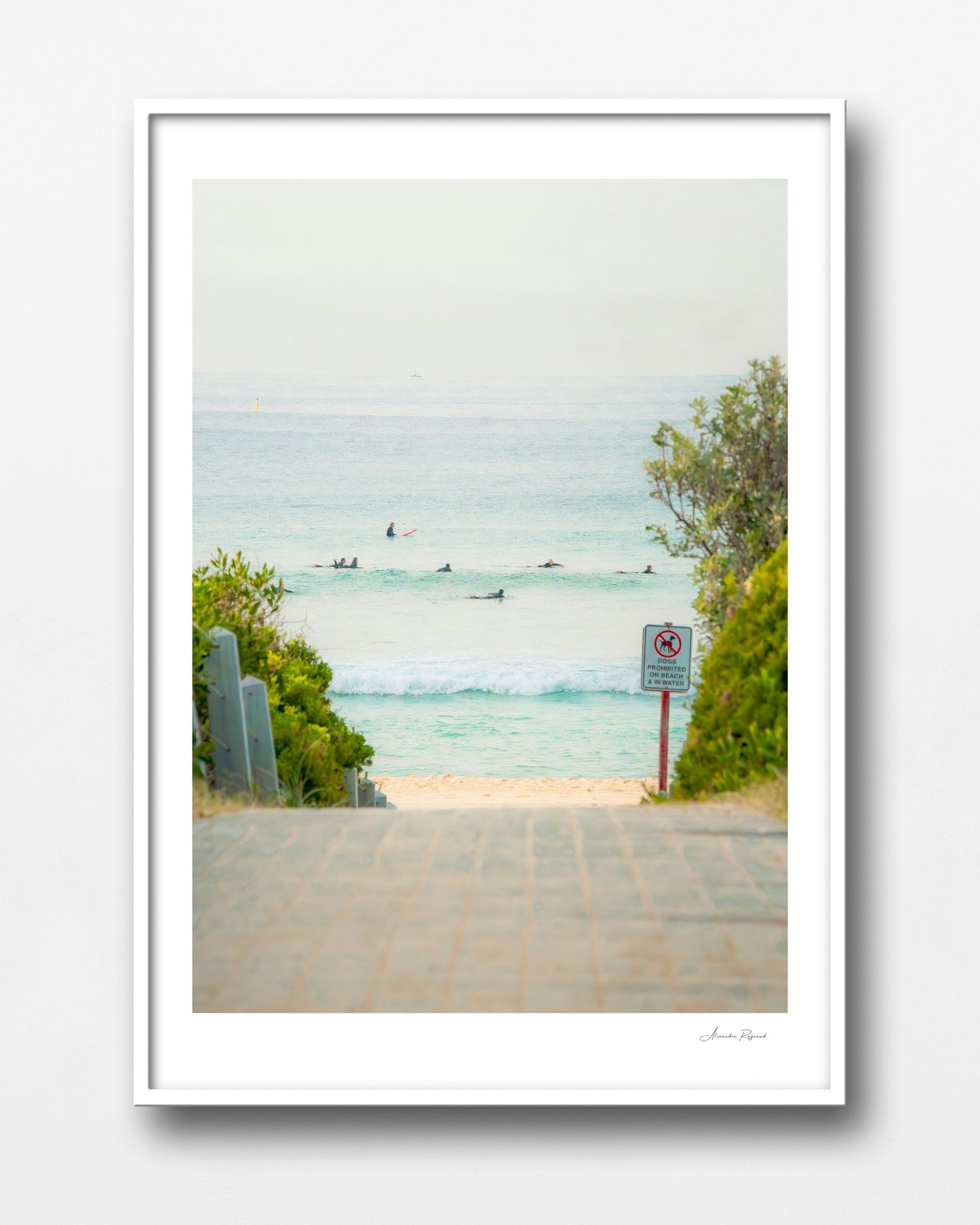 MAROUBRA SEALS (PORTRAIT)