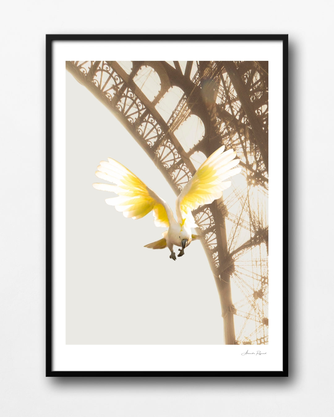 A COCKATOO IN PARIS