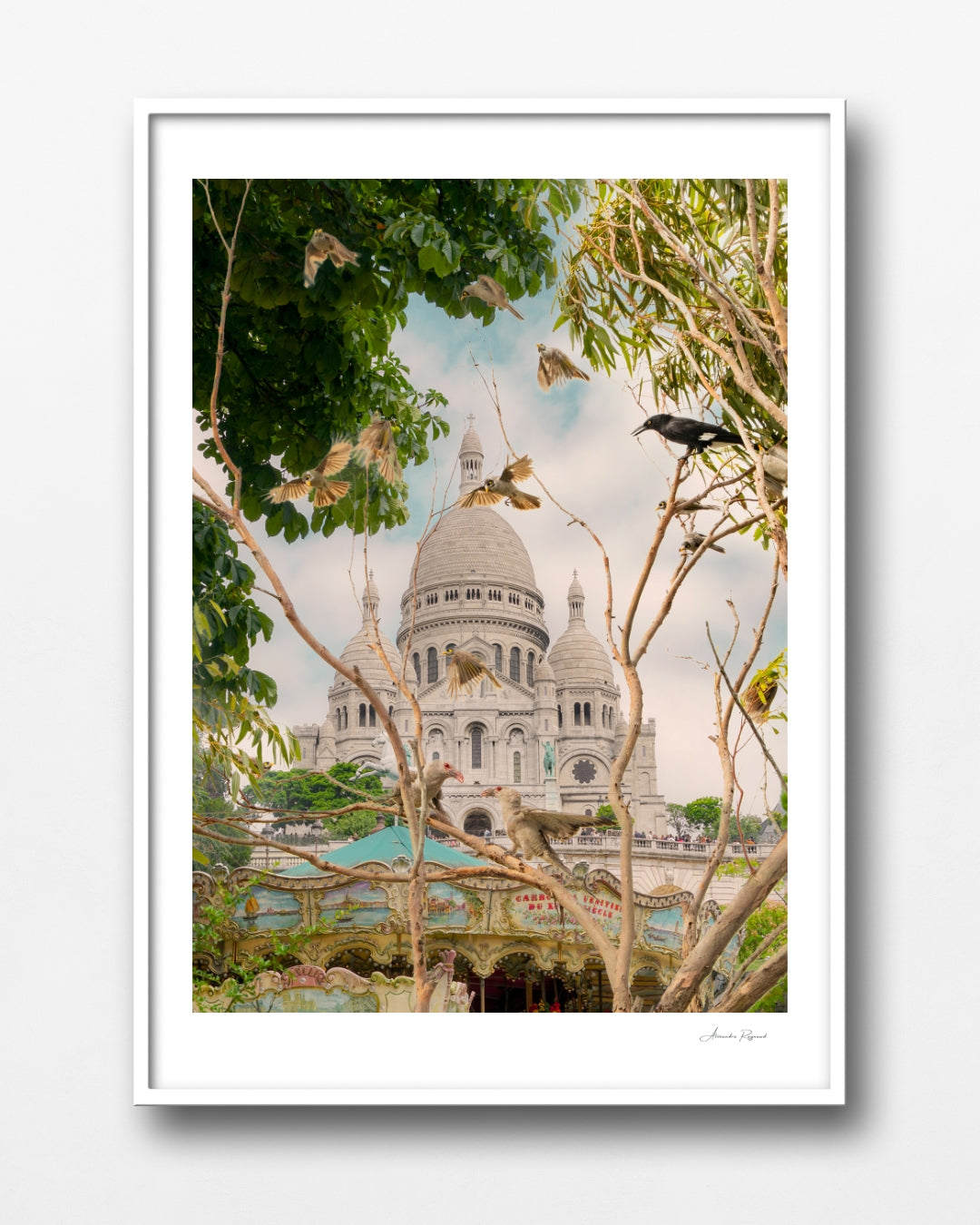 MAGPIE IN PARIS
