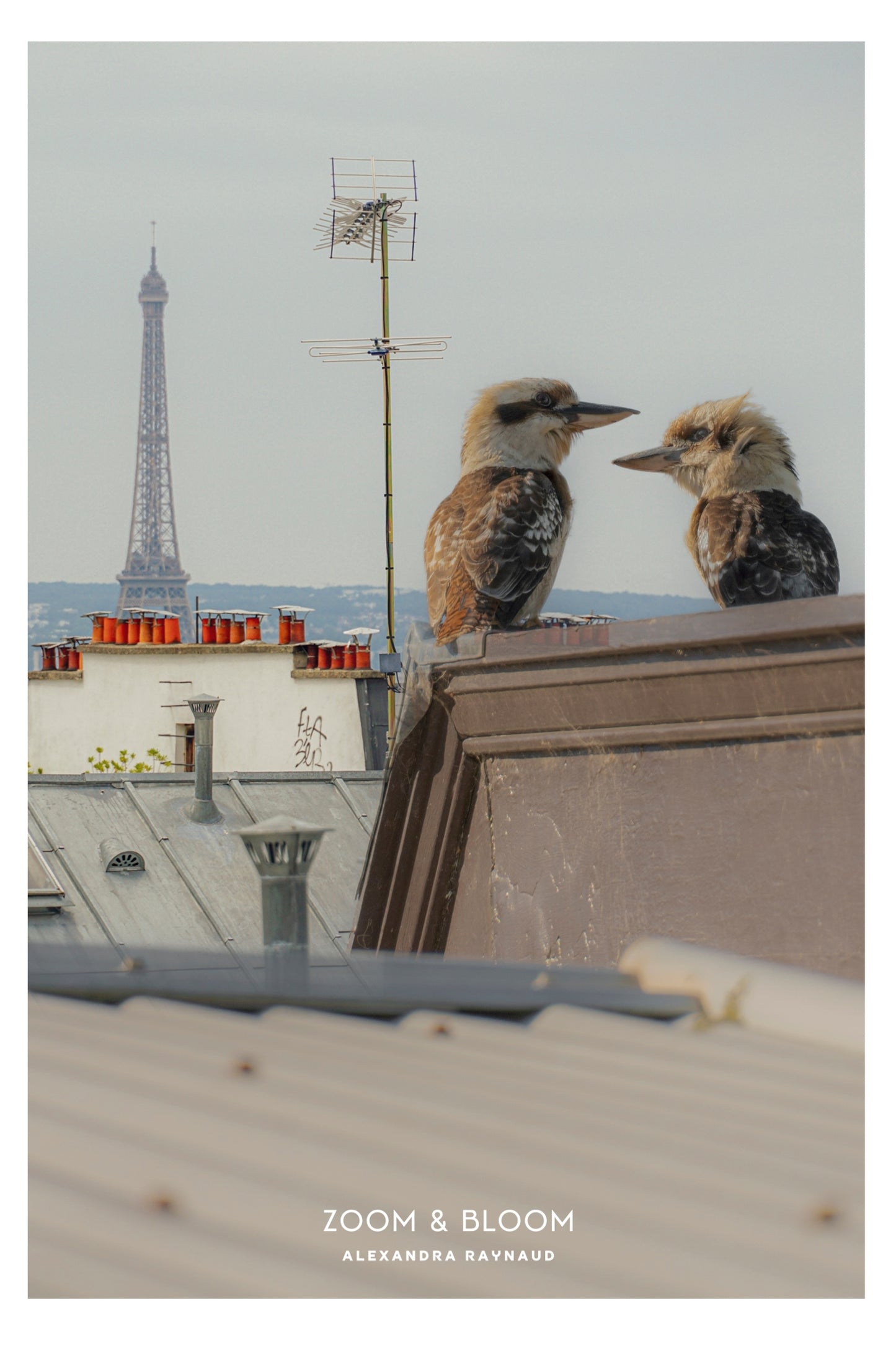 KOOKABURRA COUPLE IN PARIS