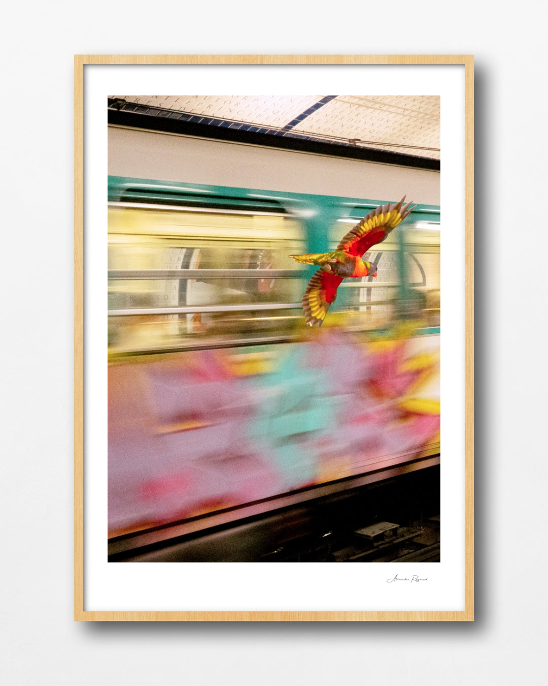 LORIKEET IN PARIS