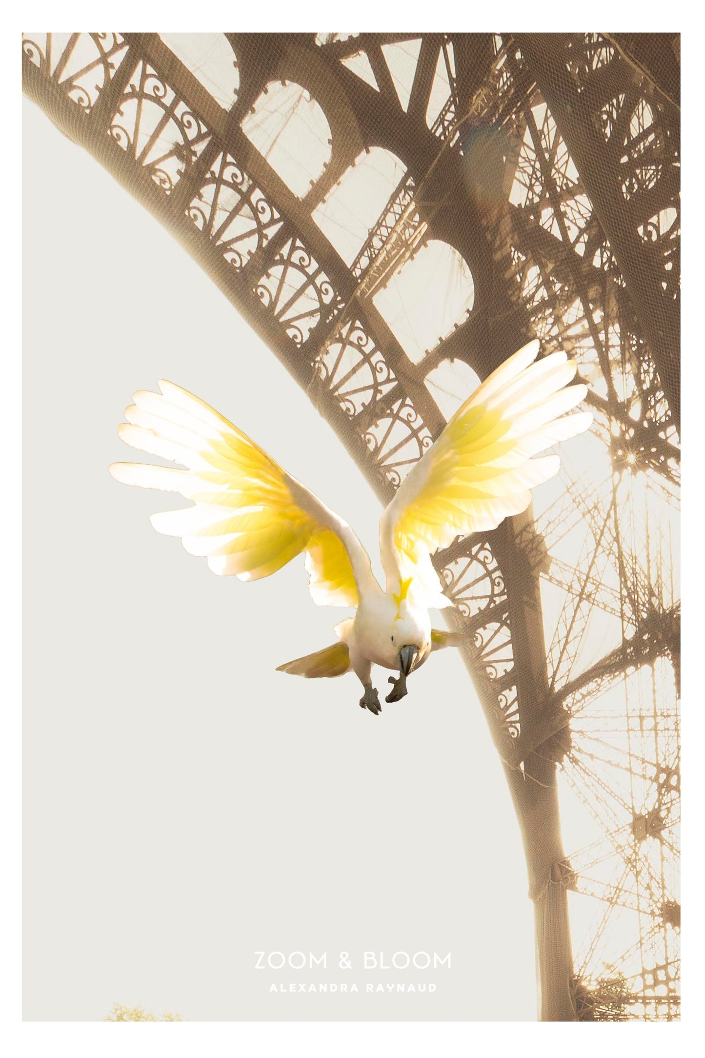 A COCKATOO IN PARIS