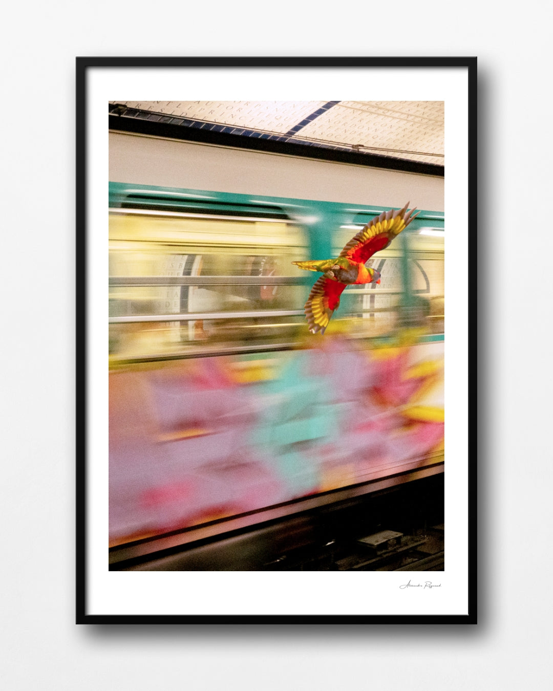 LORIKEET IN PARIS