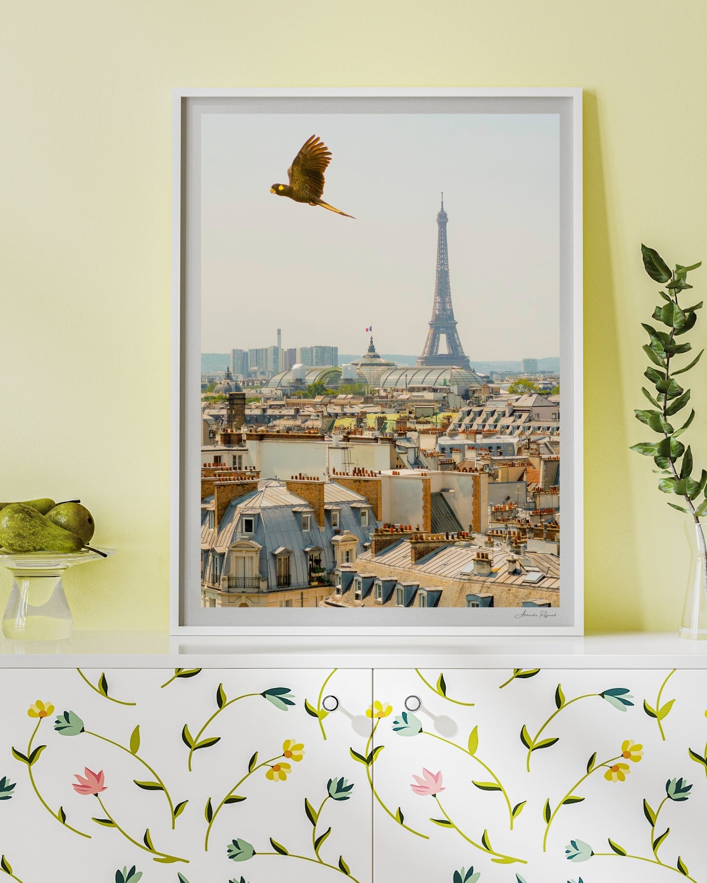 YELLOW TAILED BLACK COCKATOO