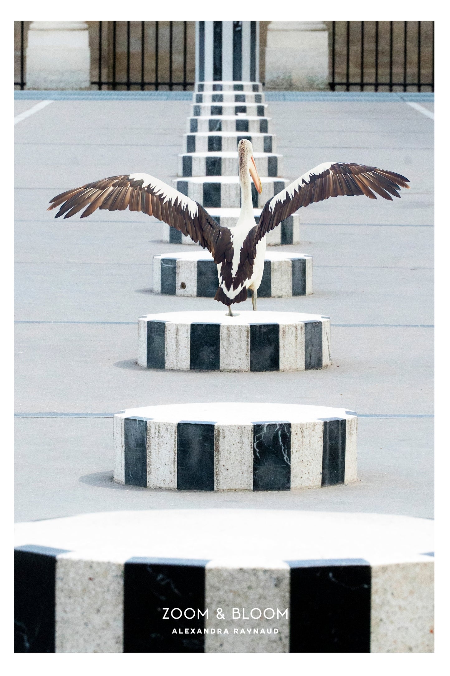 PELICAN IN PARIS