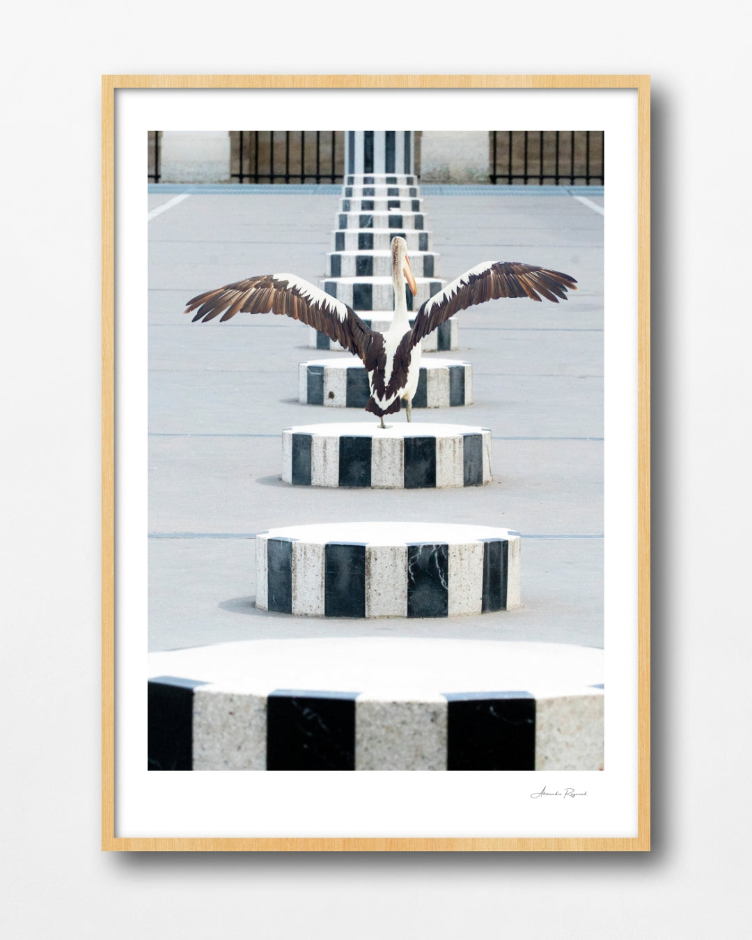 PELICAN IN PARIS