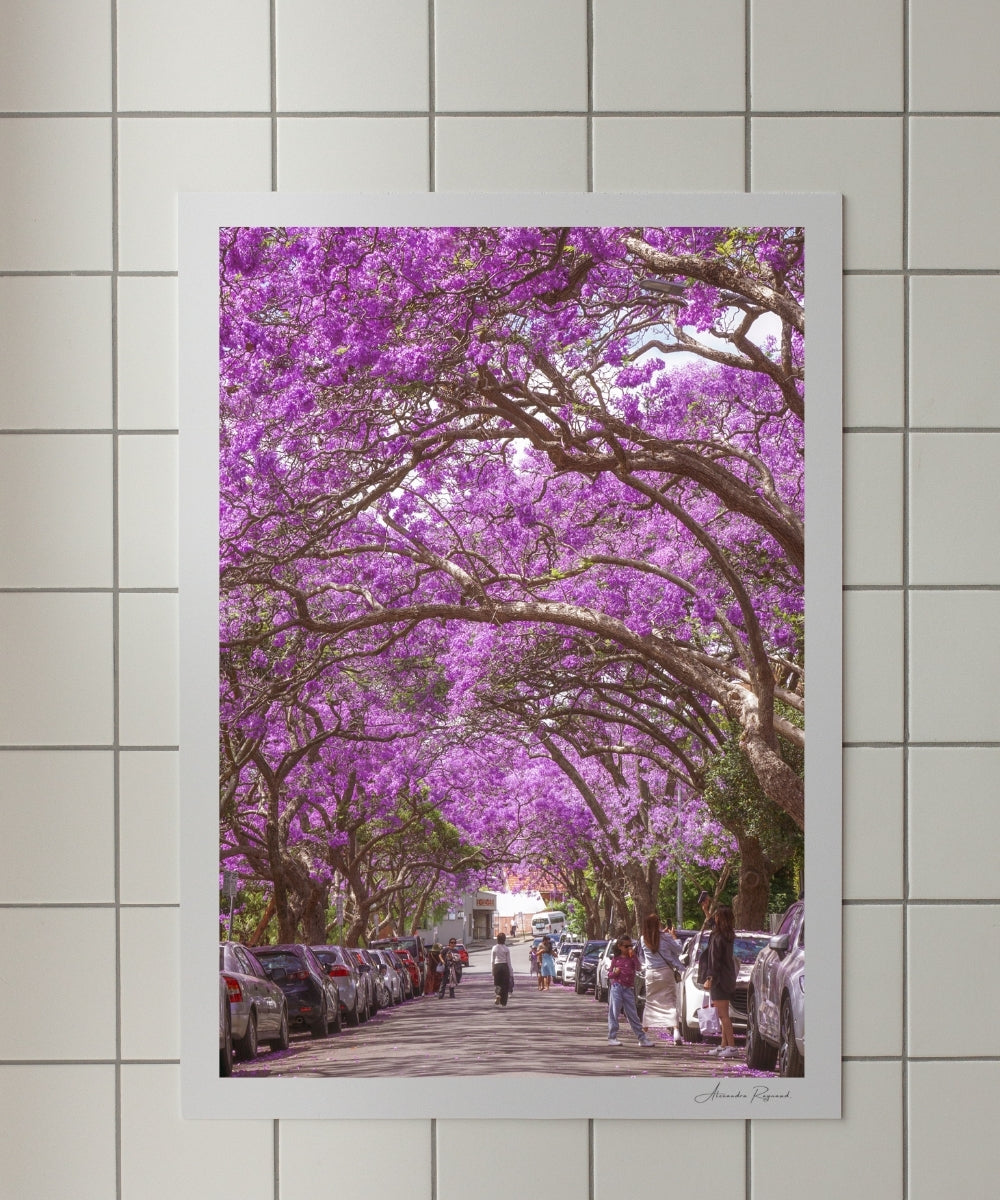 JACARANDA STREET