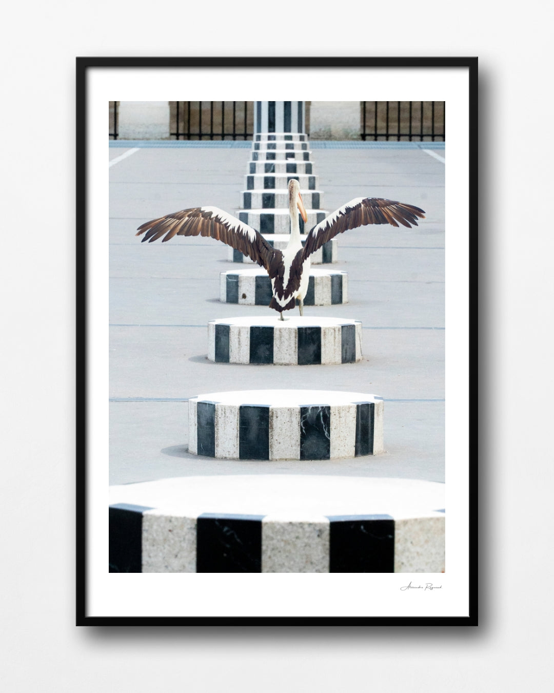 PELICAN IN PARIS
