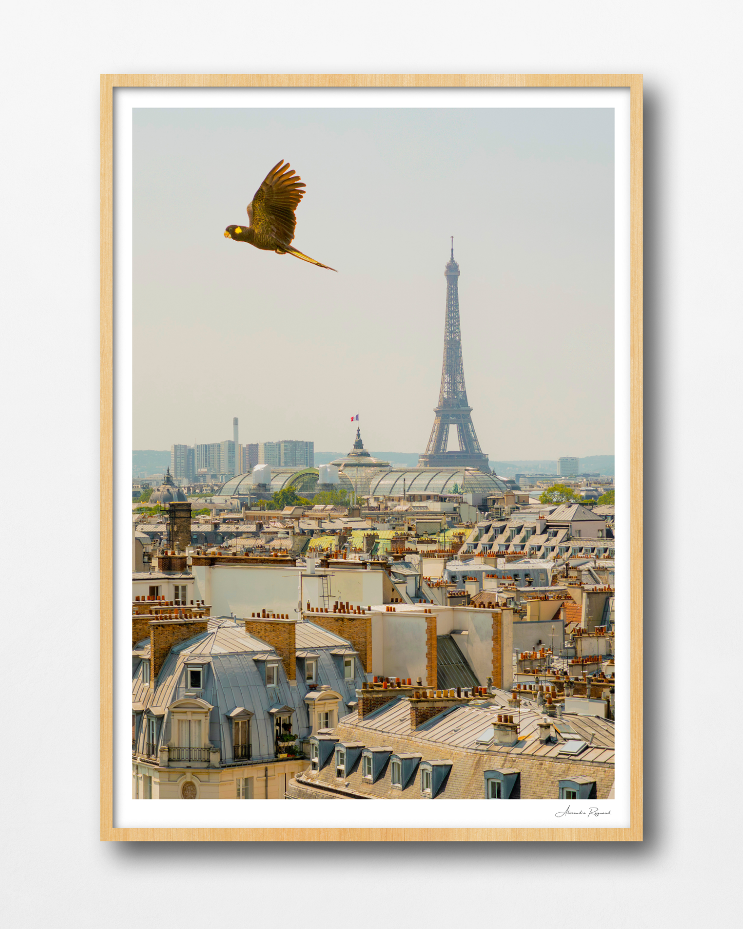 A BLACK COCKATOO IN PARIS