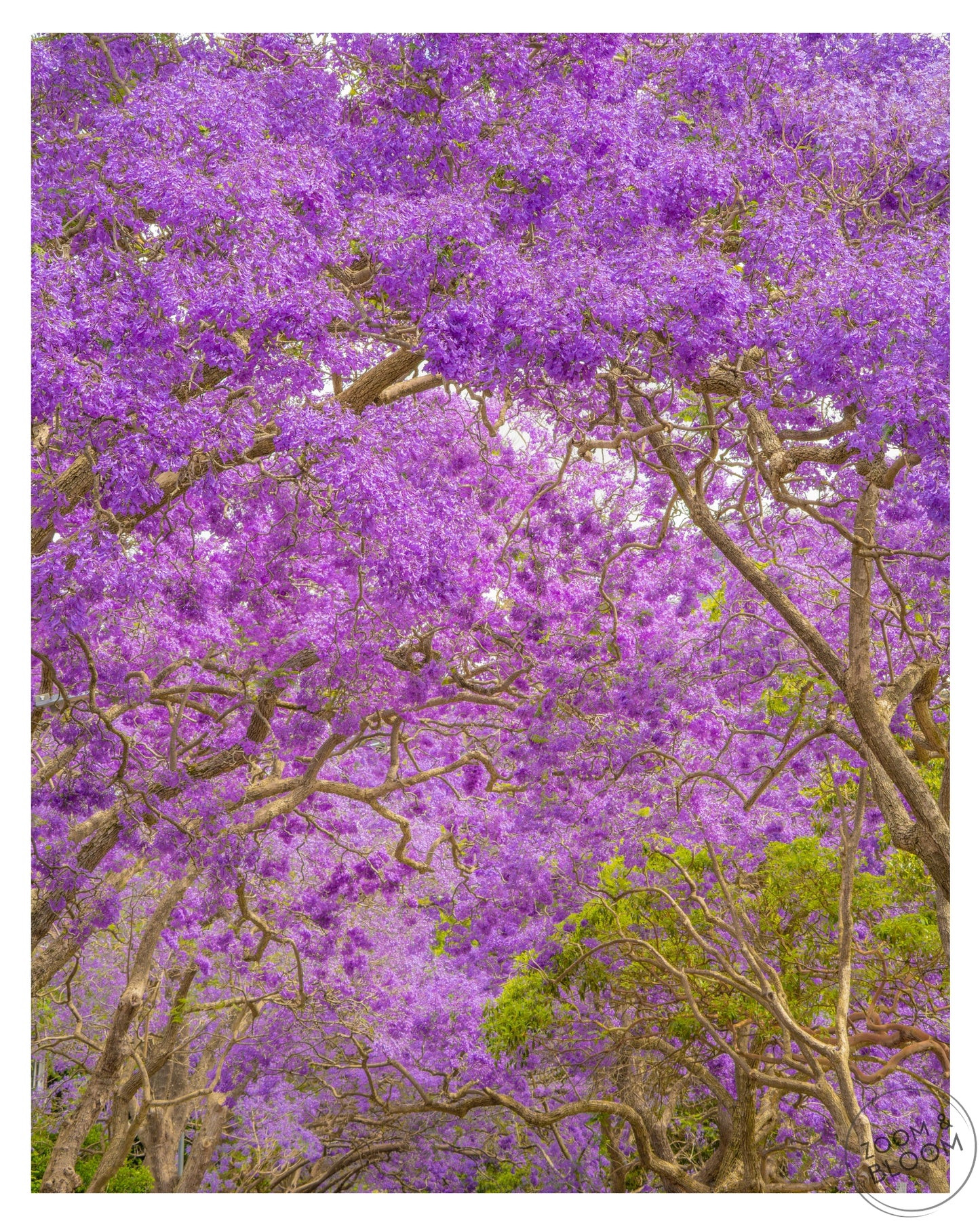 JACARANDA BLOOM
