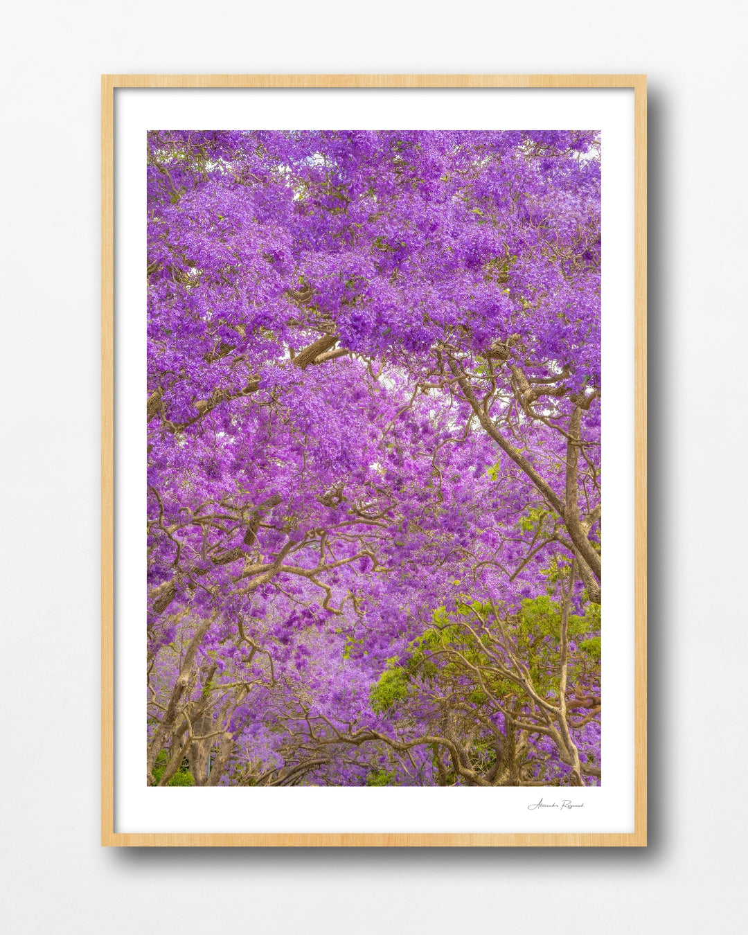 JACARANDA BLOOM
