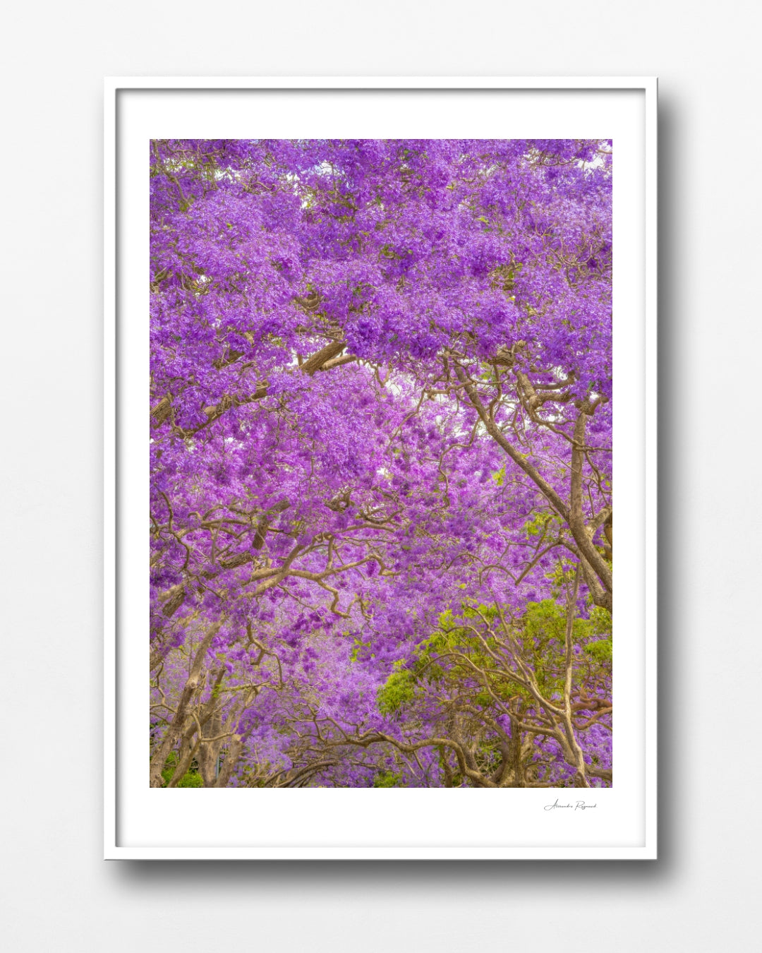 JACARANDA BLOOM
