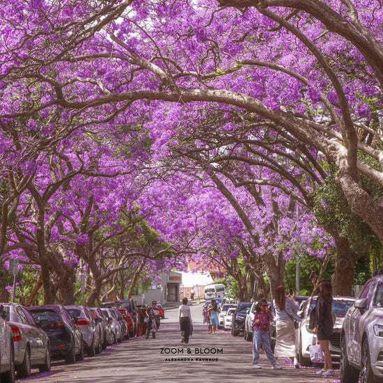 JACARANDA STREET