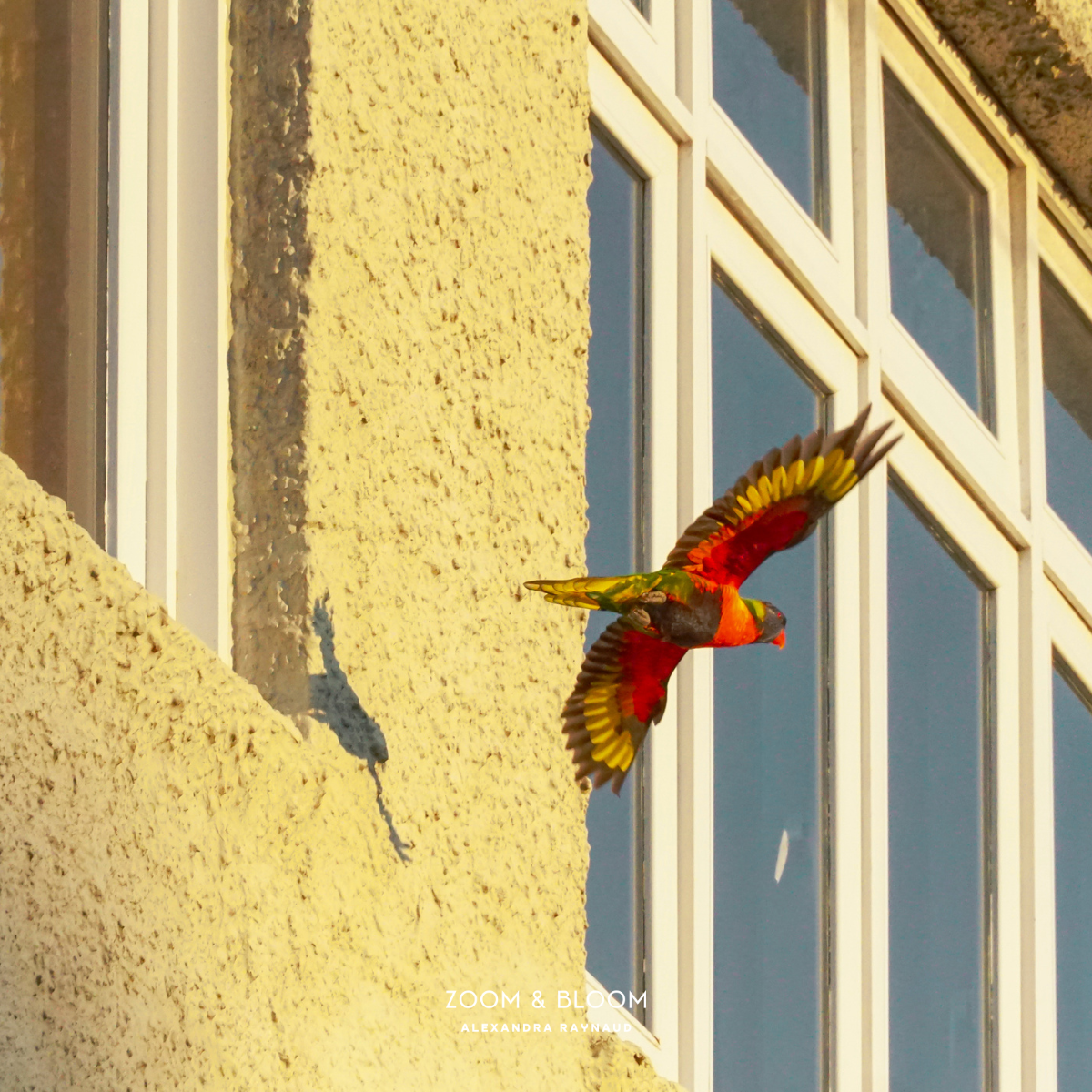 LORIKEET