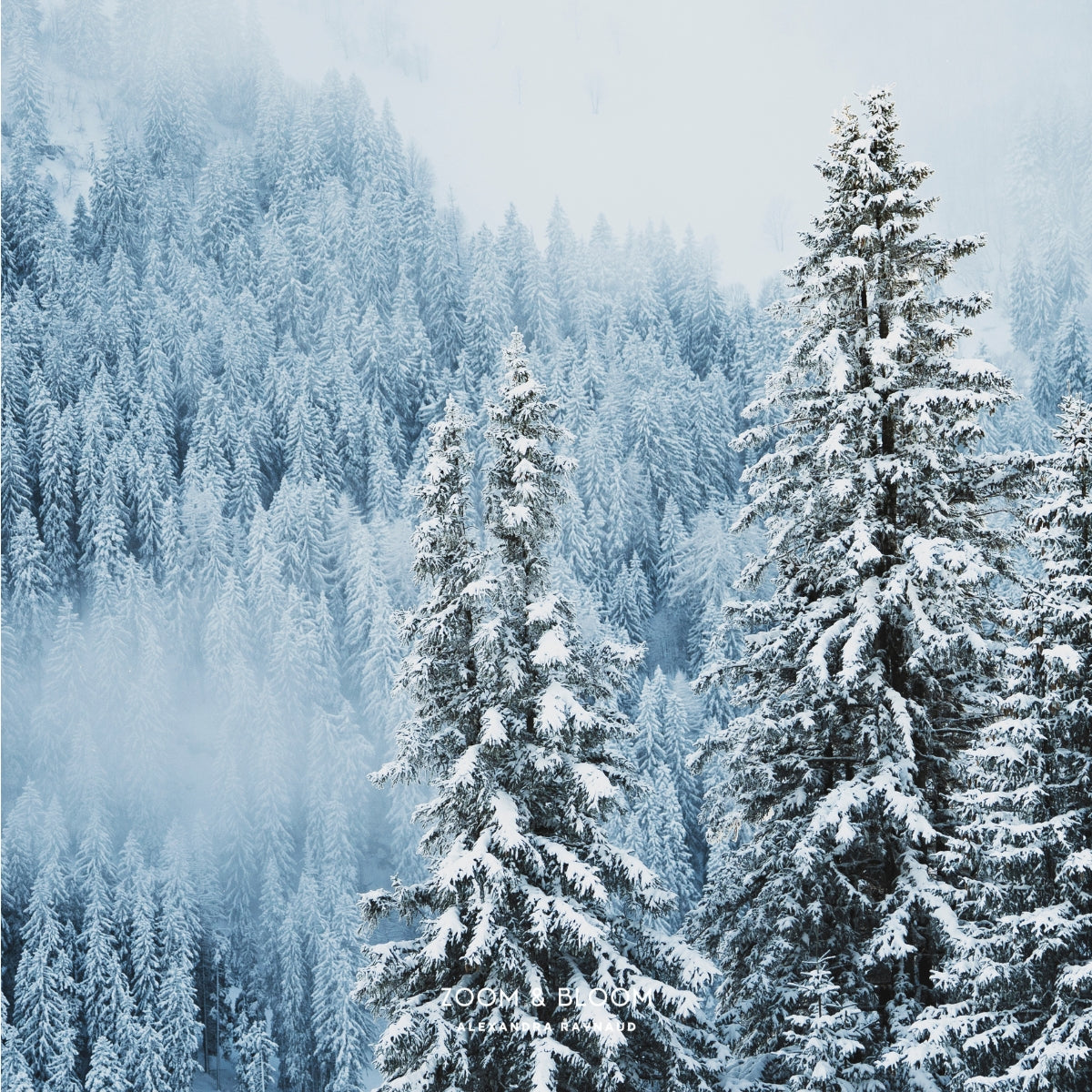 SNOW DAY