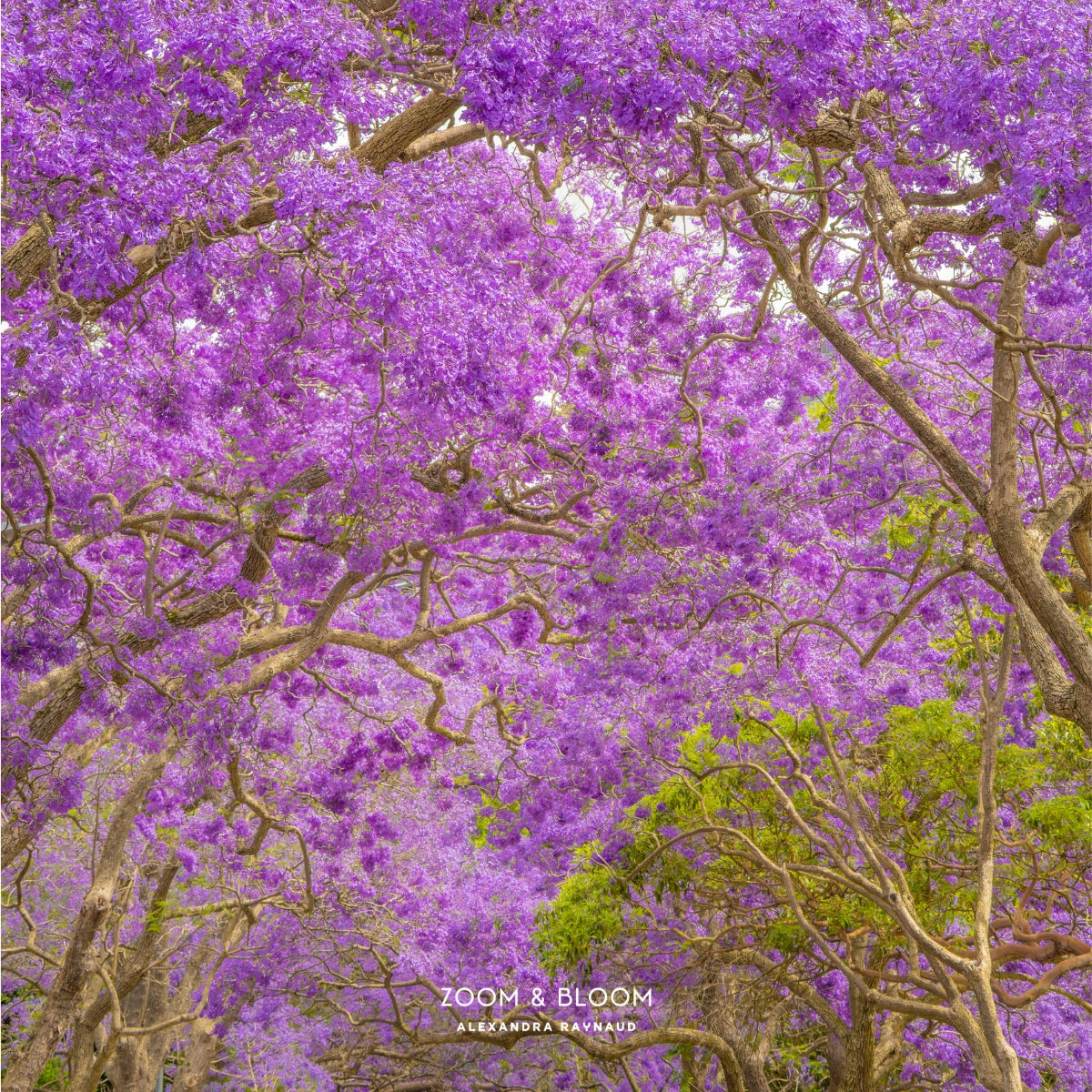 JACARANDA BLOOM
