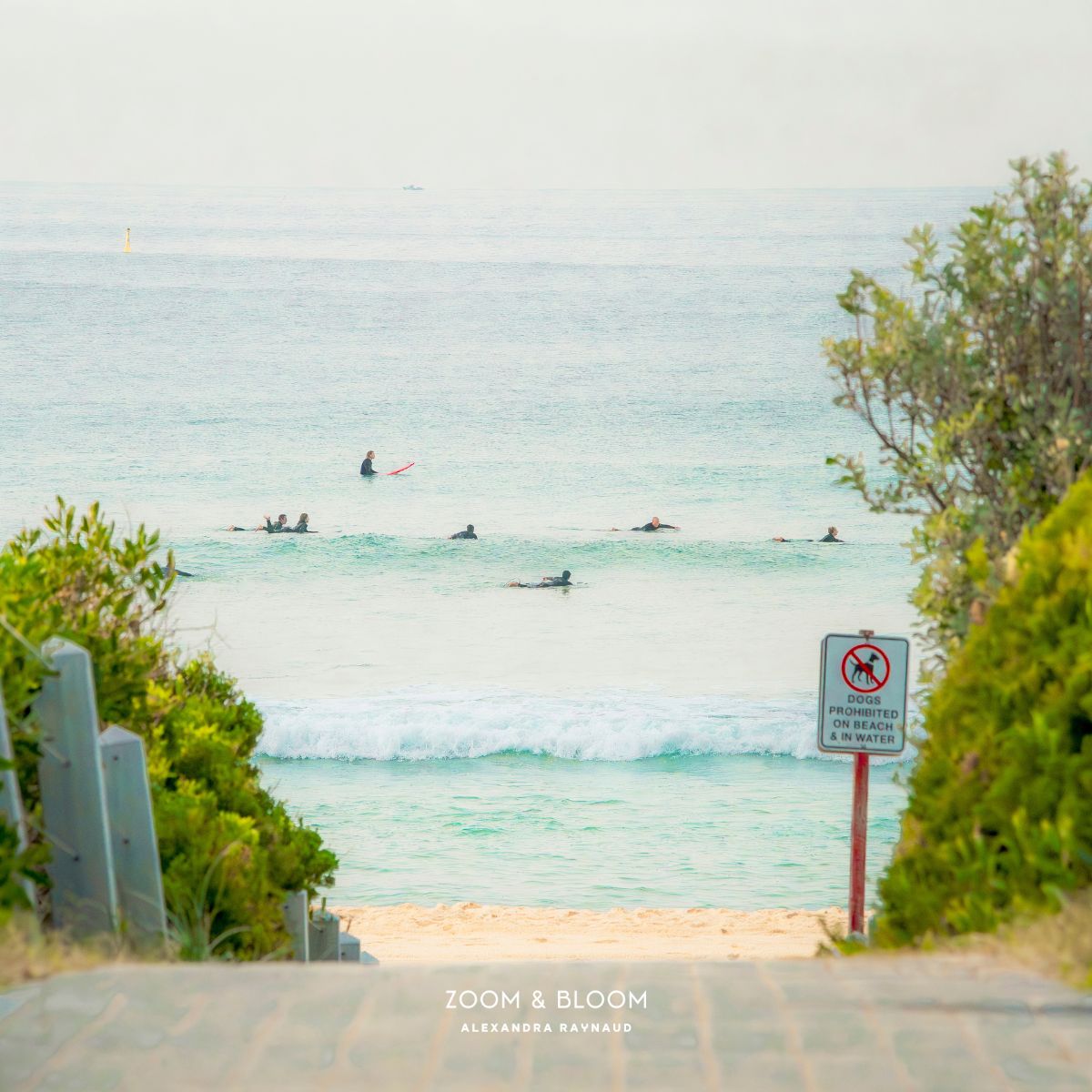 MAROUBRA SEALS (PORTRAIT)